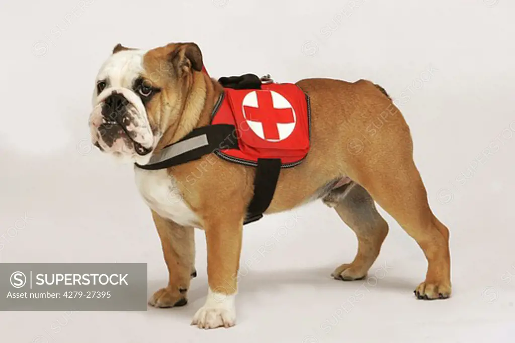English Bulldog - rescue dog
