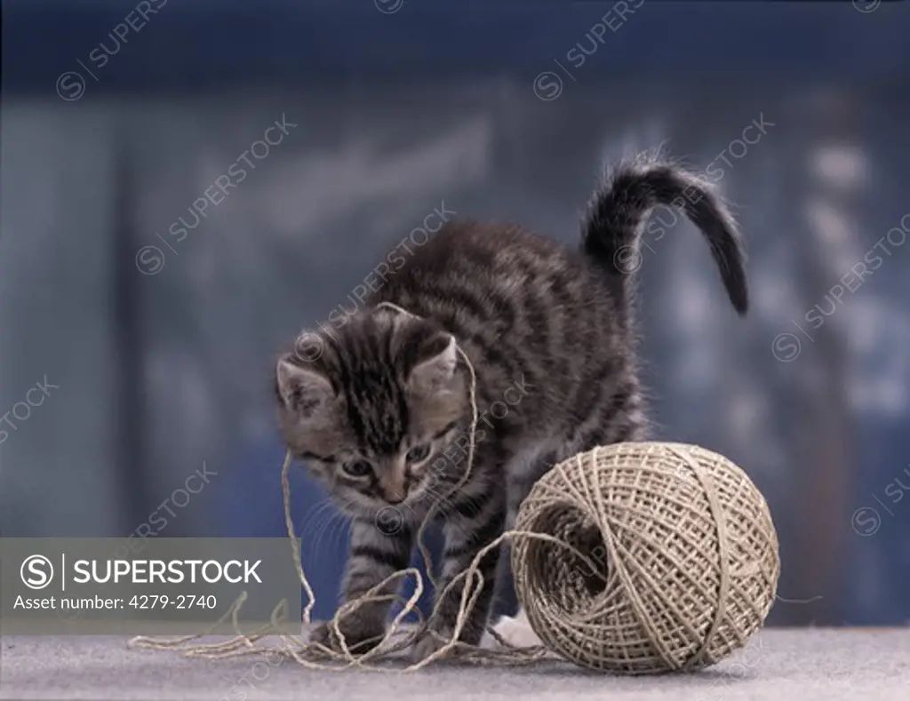 kitten playing with string, cord