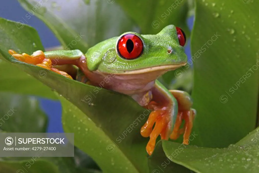 Red-eyed Tree Frog on leaf, Agalychnis callidryas