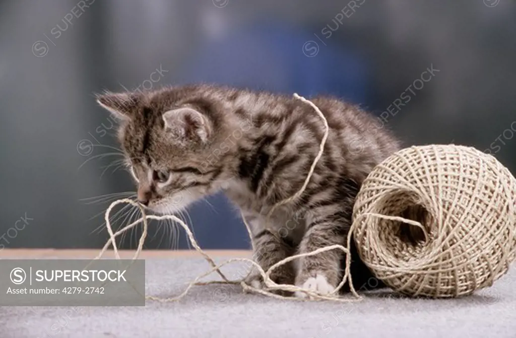 kitten playing with string, cord