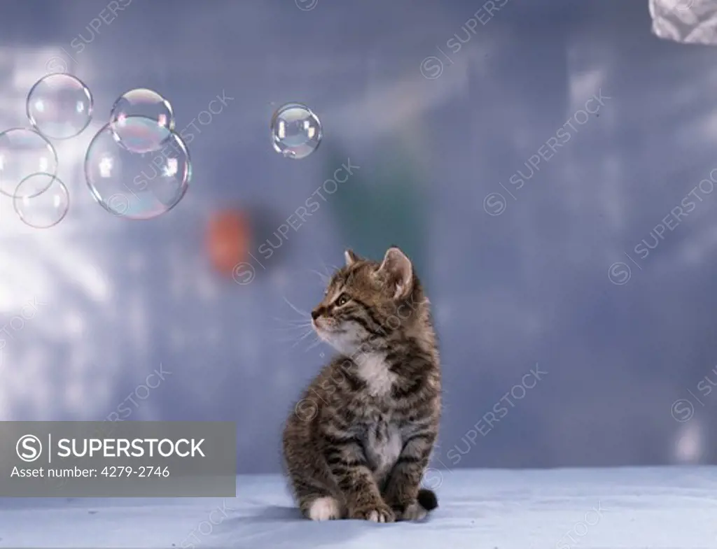 kitten looking after soap-bubbles