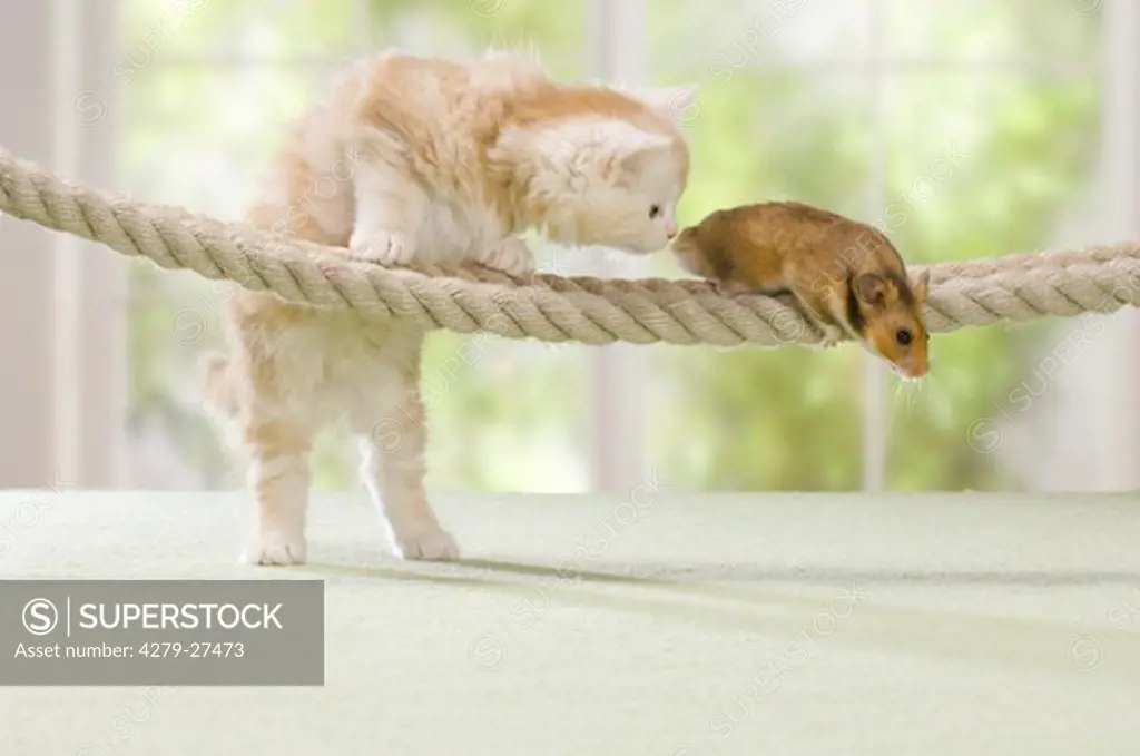 animal friendship : kitten watching Golden Hamster