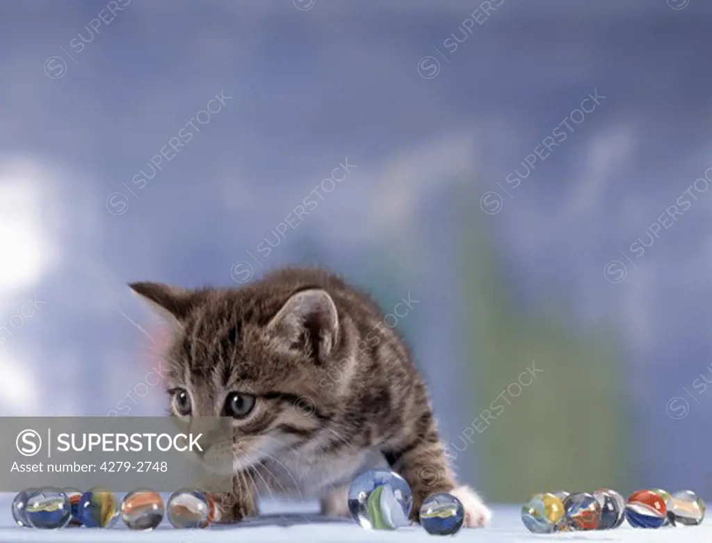 kitten with marbles