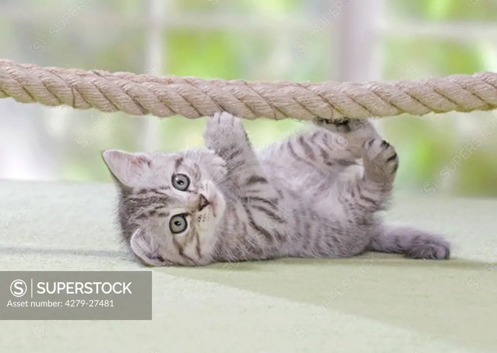 British Shorthair kitten 8 weeks at rope
