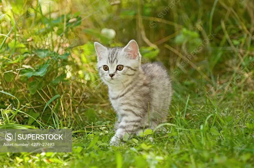 British Shorthair kitten 10 weeks on meadow