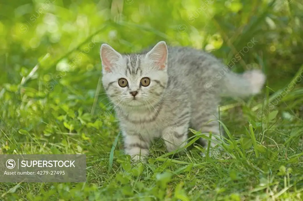 British Shorthair kitten 10 weeks on meadow
