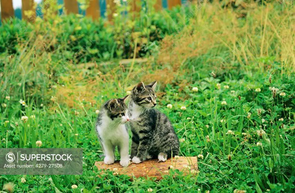 two kittens on meadow