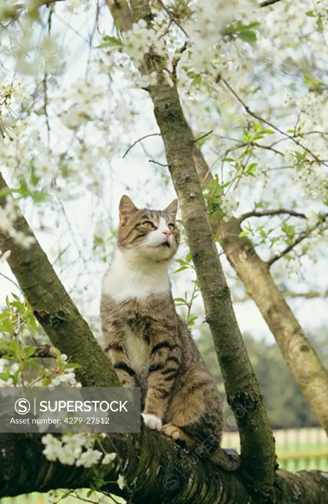 domestic cat - sitting on branch