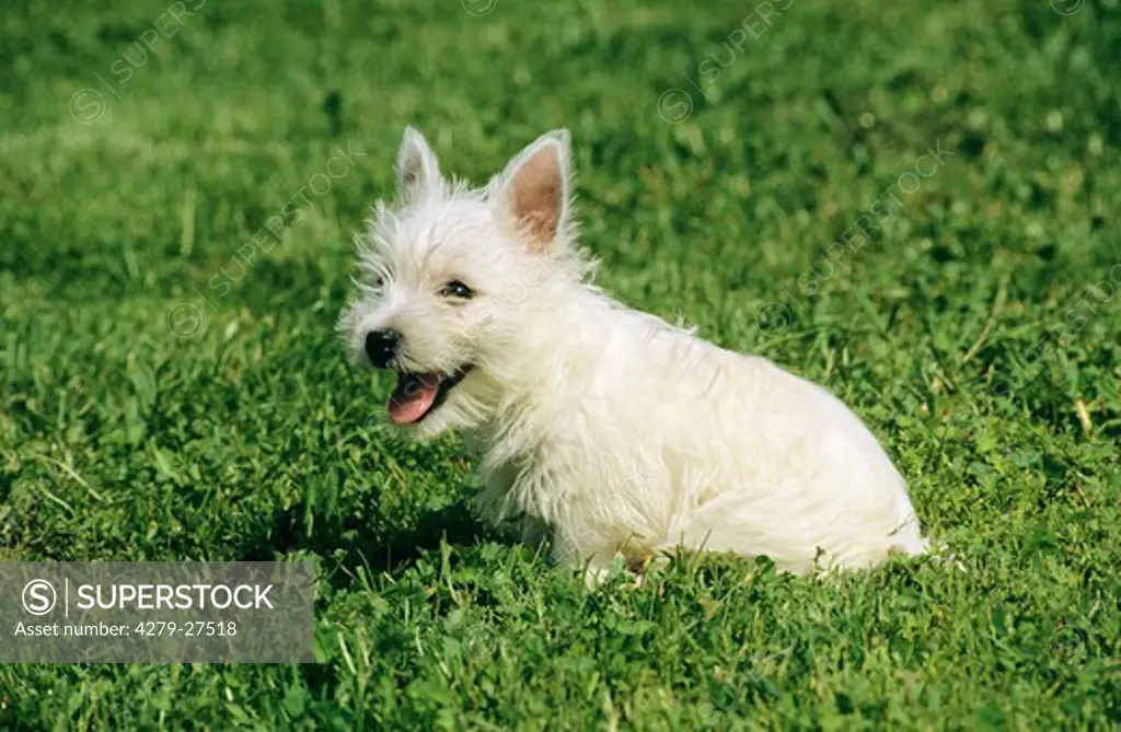 West Highland White Terriers - puppy on meadow