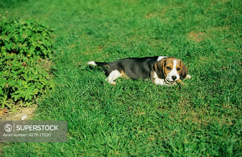 Beagle puppy with treat