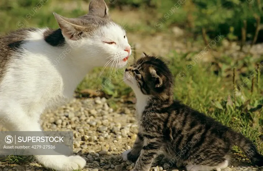 domestic cat and kitten - smooching