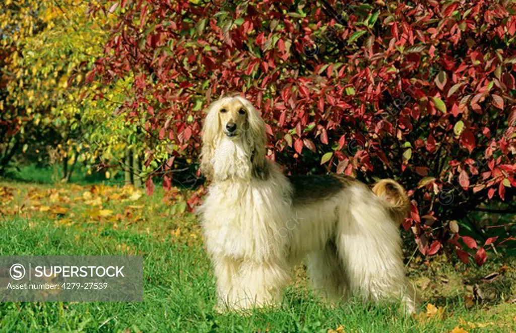 Afghan Hound - standing on meadow