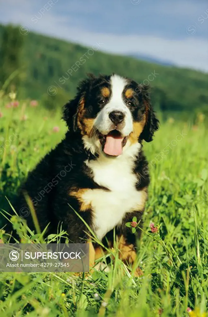 Bernese mountain dog puppy - sitting on meadow