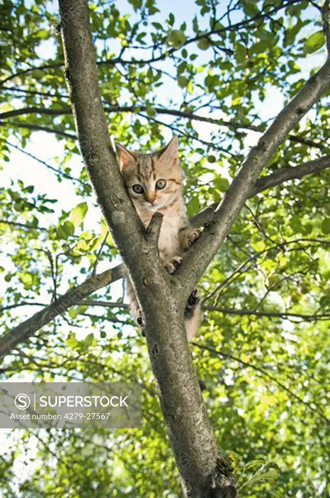 British Shorthair kitten 10 weeks on tree