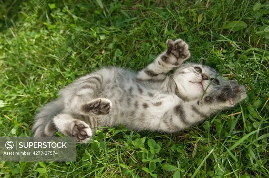 British Shorthair kitten 10 weeks - lying on meadow