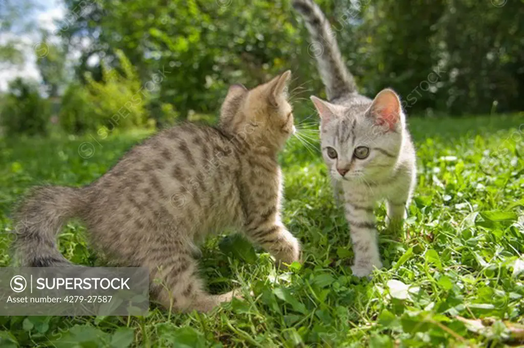 two British Shorthair kittens 10 weeks on meadow