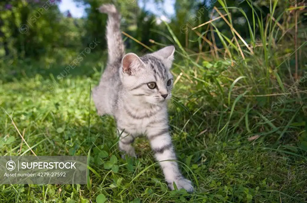 British Shorthair kitten 10 weeks - walking on meadow