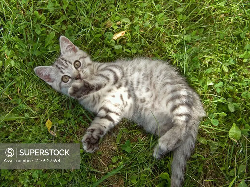 British Shorthair kitten 10 weeks - lying on meadow