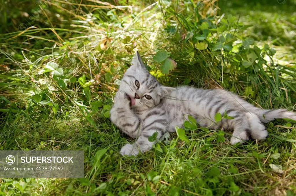 British Shorthair kitten 10 weeks - lying on meadow - preening itself