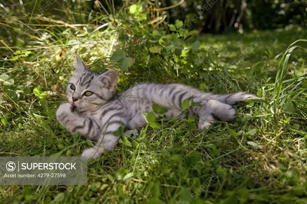 British Shorthair kitten 10 weeks - lying on meadow - preening itself