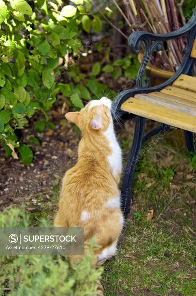 domestic cat on bench