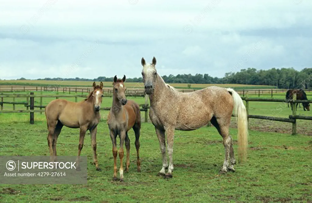 Asil Arabian horse with two foals - standing on meadow