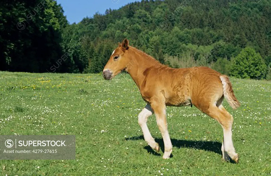 Bavarian cold-blood horse - foal running on meadow
