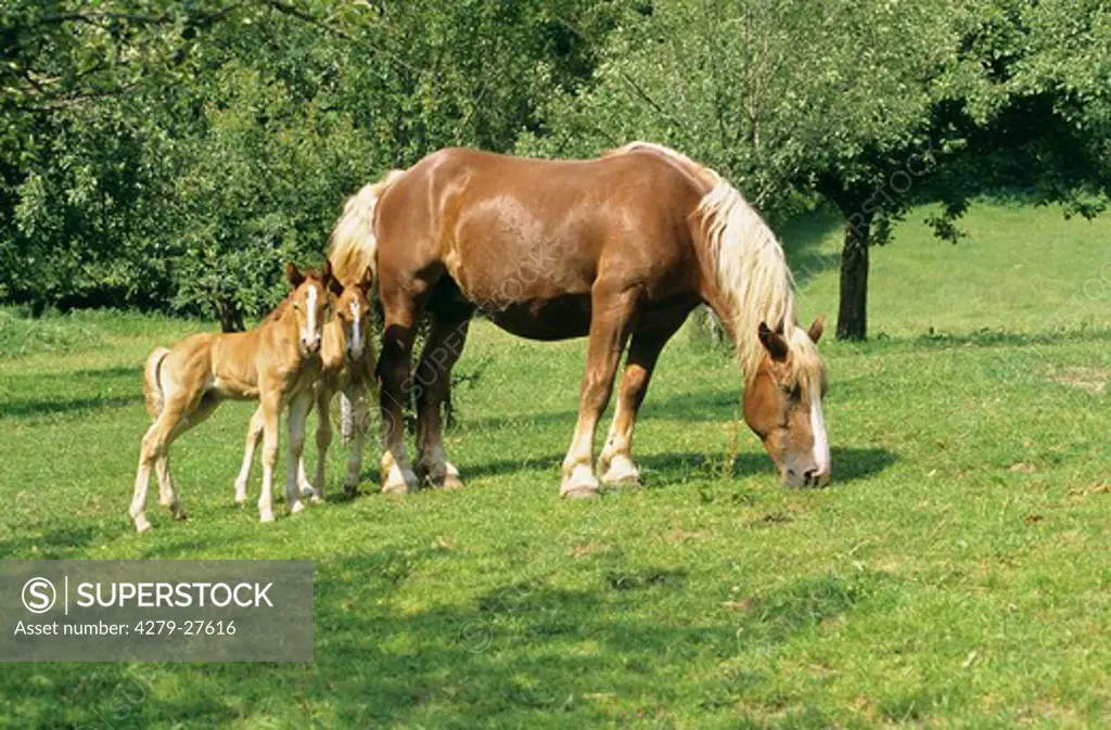 Bavarian cold-blood horse with two foals on meadow