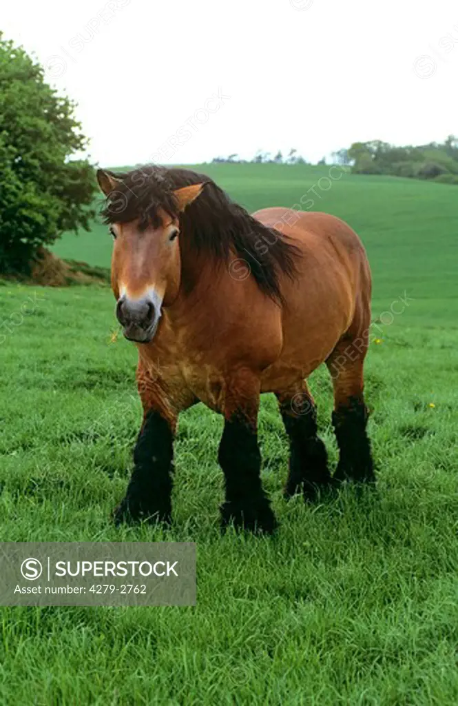 Ardennes horse - stallion standing on meadow