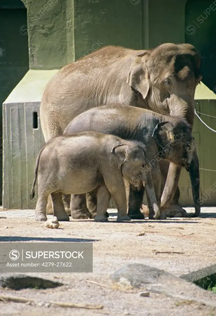 Asiatic elephant with two cubs in the zoo, Elephas maximus