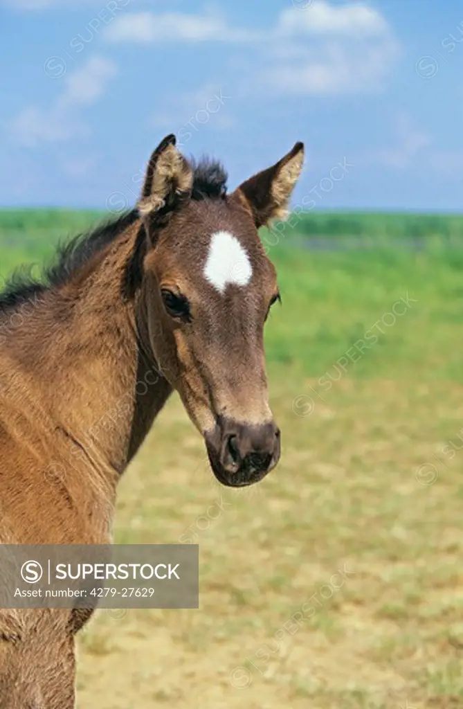 Quarter horse - portrait