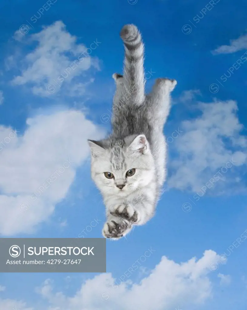 British Shorthair kitten ten weeks - jumping