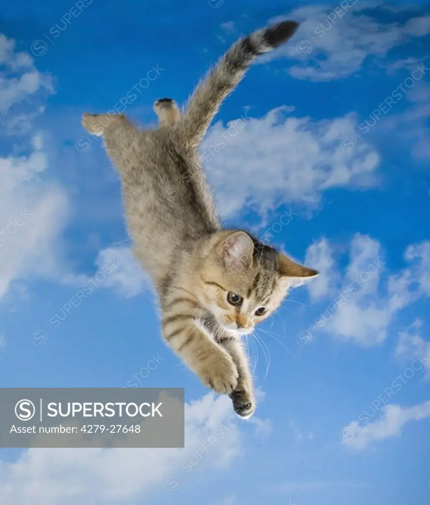 British Shorthair kitten ten weeks - jumping