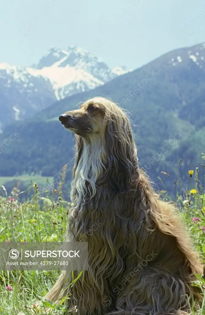 Afghan hound - sitting on meadow
