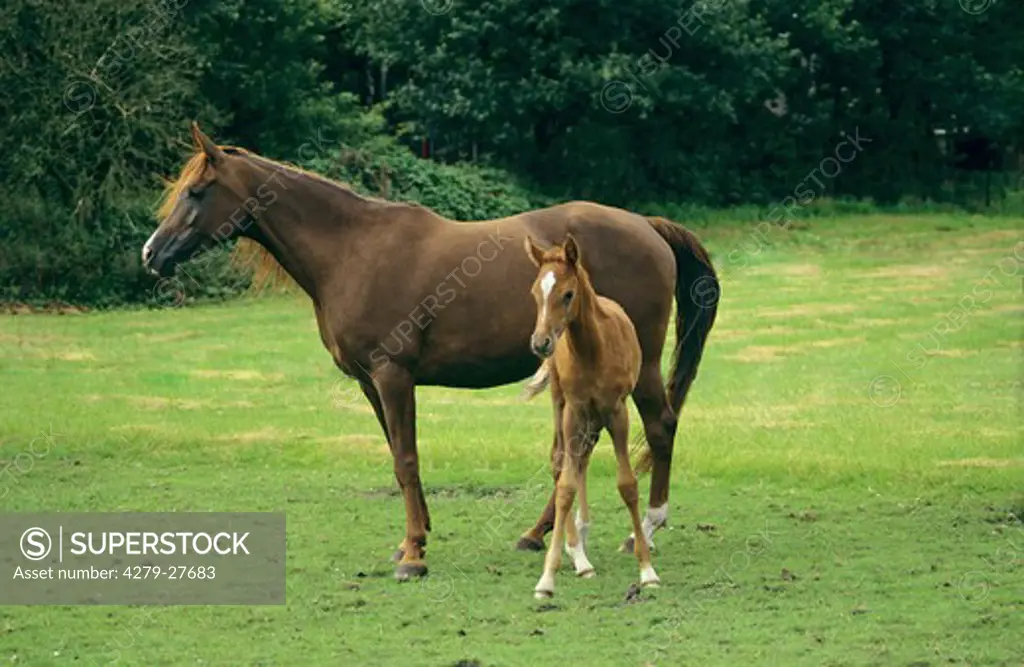 Asil-Arabian horse with foal - standing on meadow