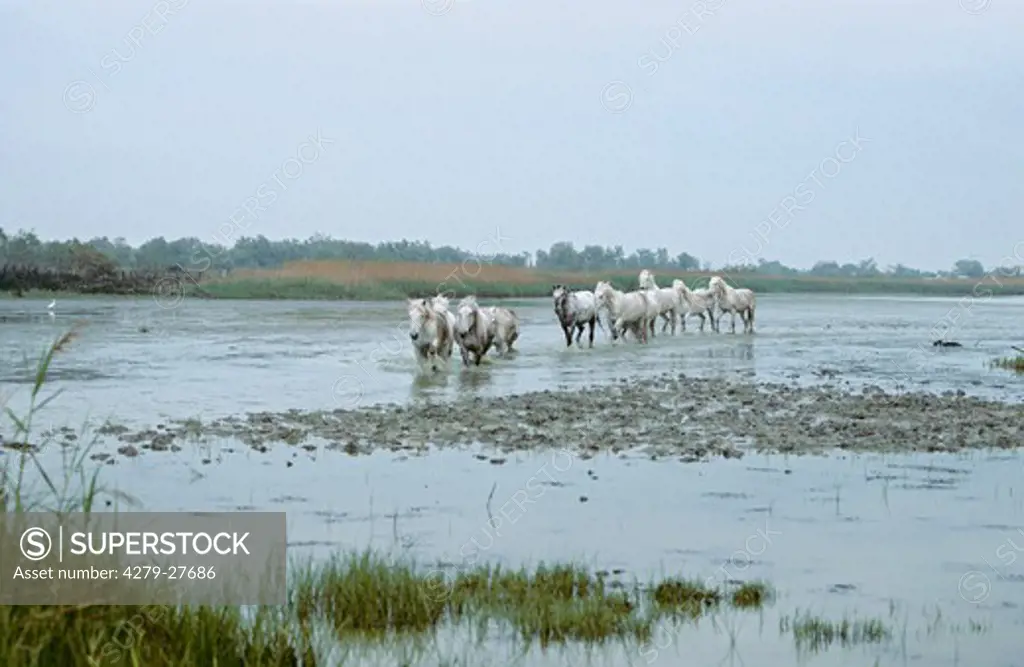 Camargue-horses - walking in water