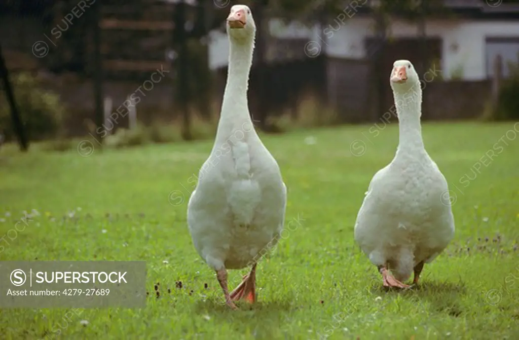 two geese - walking on meadow