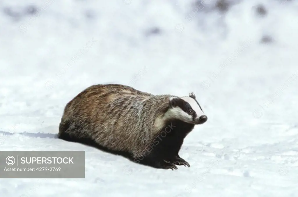 Old World badger in snow