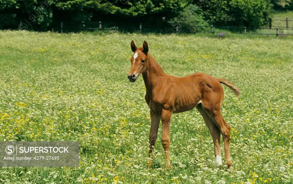Arabian horse - foal standing on meadow