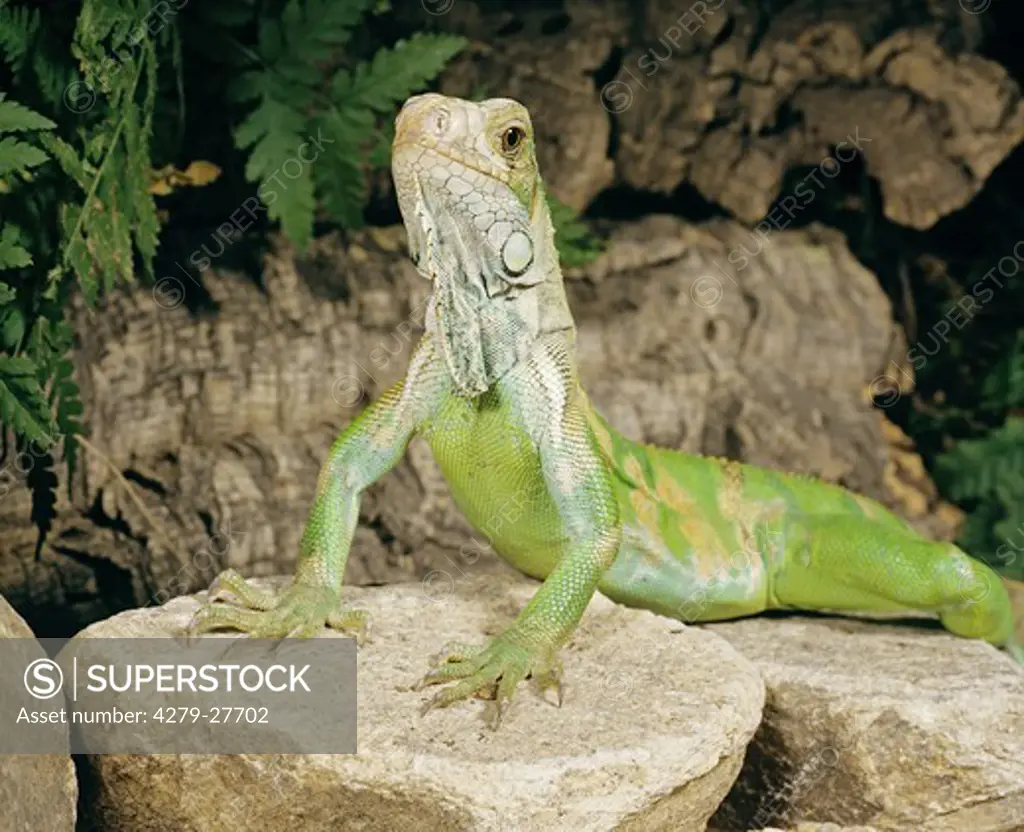 Green Iguana on stone, Iguana Iguana