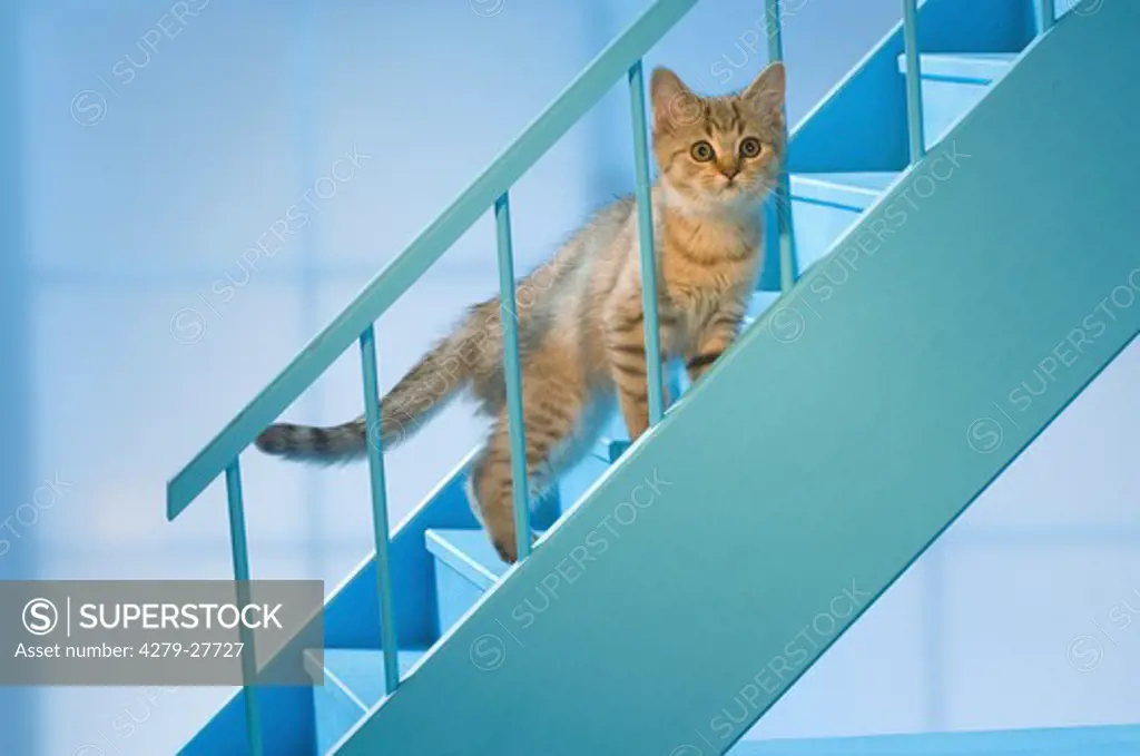 British Shorthair kitten on stairs