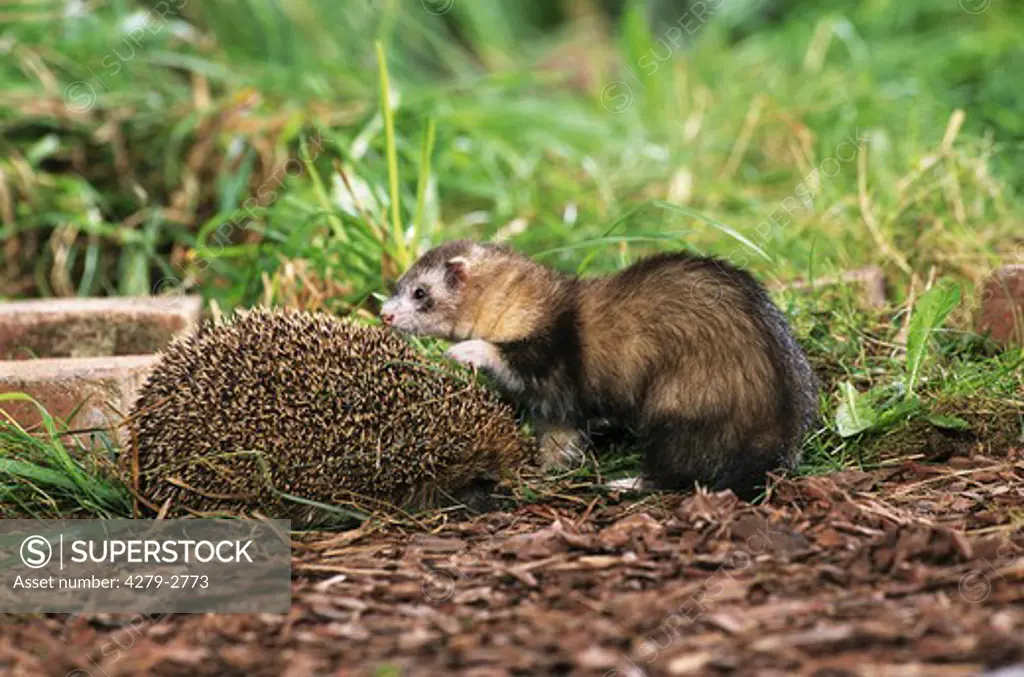 domestic polecat and hedgehog, Mustela putorius f. furo, Erinaceidae