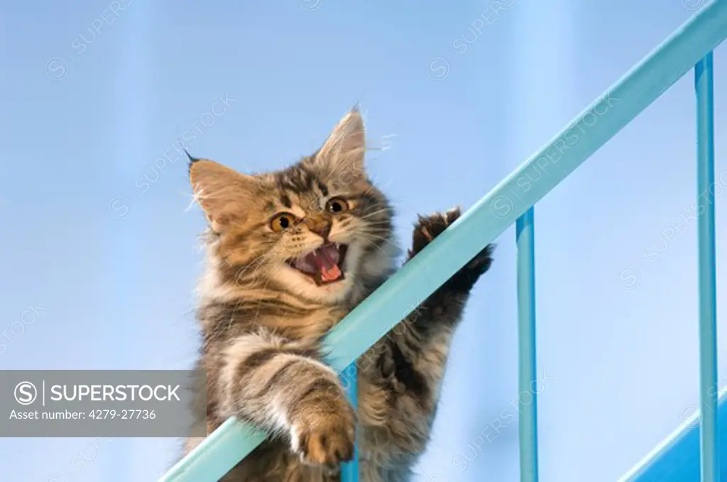 Maine Coon cat - kitten at staircase