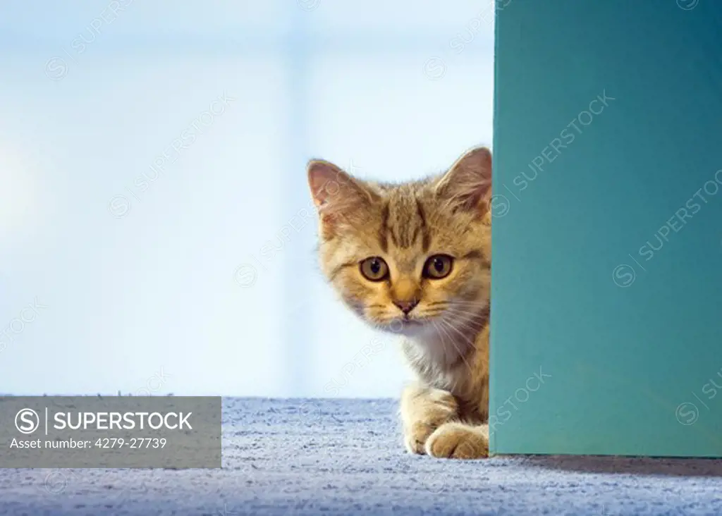 British Shorthair cat - kitten lying behind door