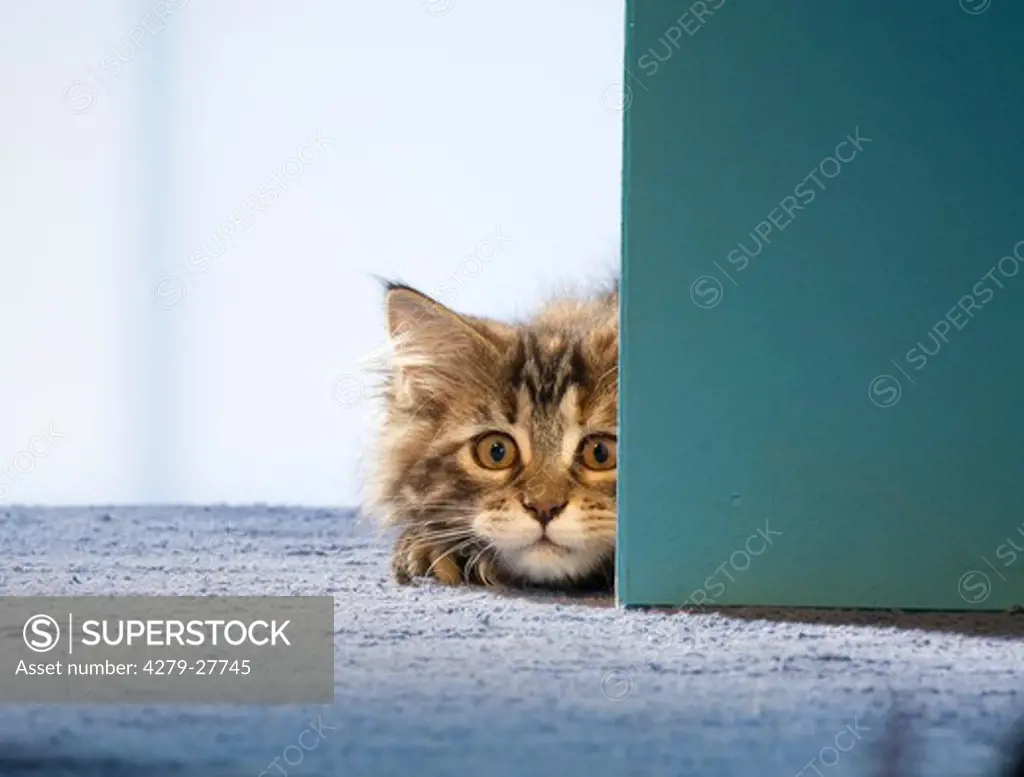 Maine Coon cat - kitten lying behind door