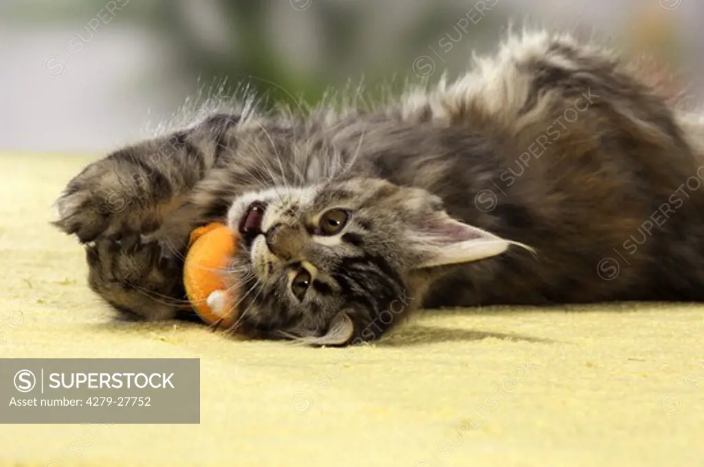 Maine Coon cat - kitten - playing