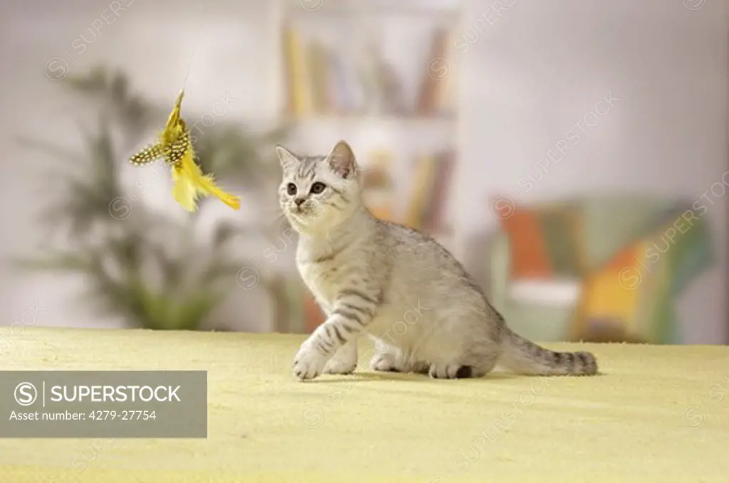 British Shorthair cat - kitten playing with feather