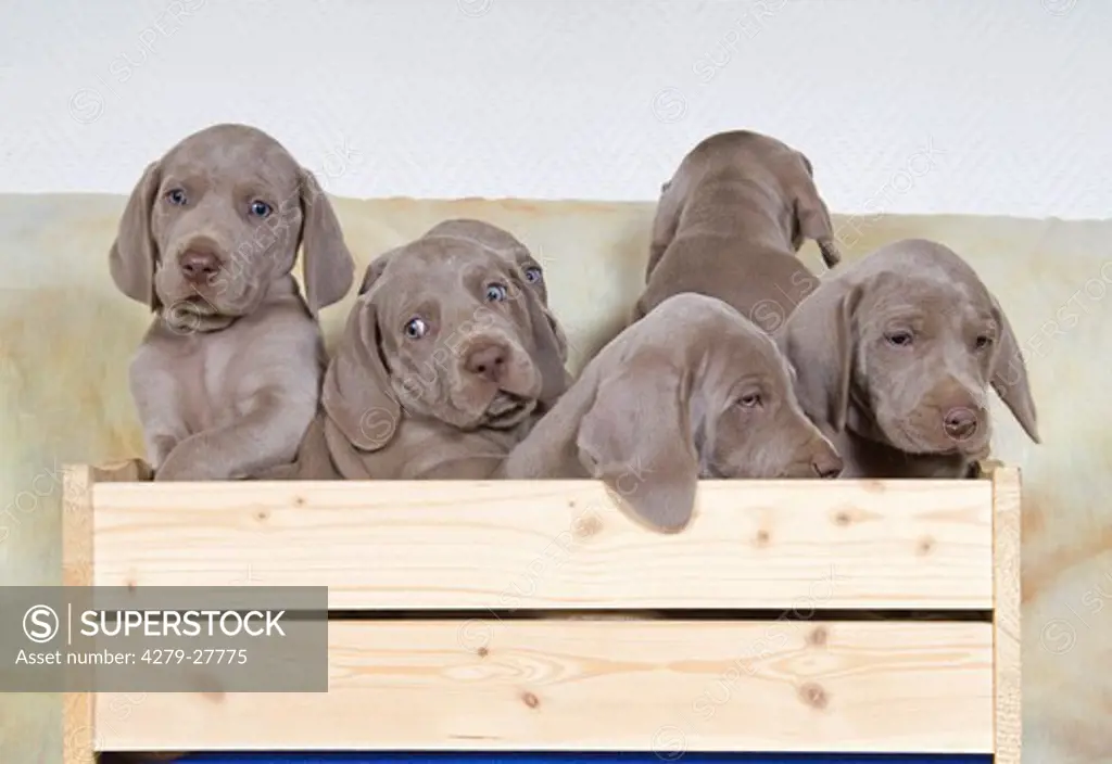 six Weimaraner puppies in wooden box