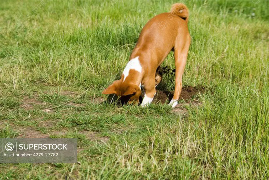 Basenji digging a hole
