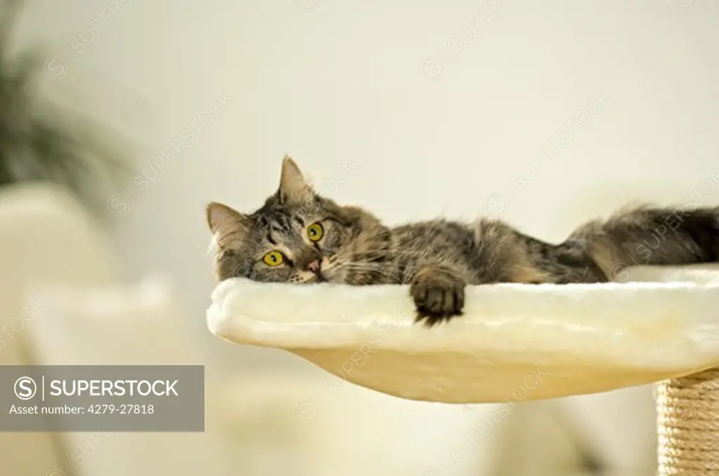 tabby cat - lying on scratching post
